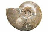 Polished Cretaceous Ammonite (Cleoniceras) Fossil - Madagascar #216117-1